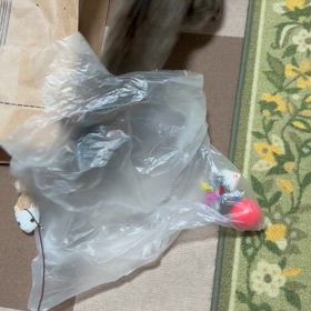 2024/03/23         袋の中の　　ちゃいの画像