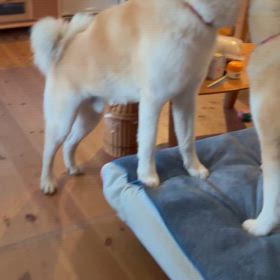 朝のワンワンプロレスと福2歳になりましたの画像