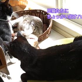 タイミングの違う３猫。の画像