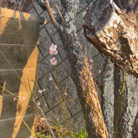 桜咲き始めてる。寒かったね、今年の冬。の画像