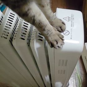 chappyさん、爪でカリカリの画像