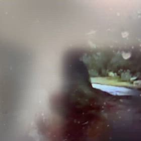 熊が居ましたの画像