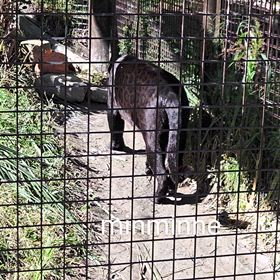 行って来ました~東山動植物園vol.5  その６ ジャガー②の画像