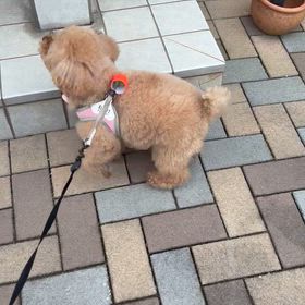 先生大好きサリーの画像