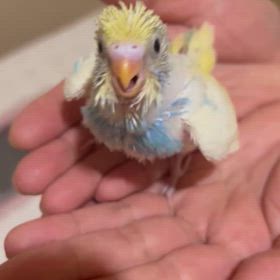 胸キュンセキセイインコ。の画像