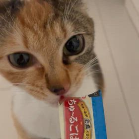 ちゅ〜るの画像