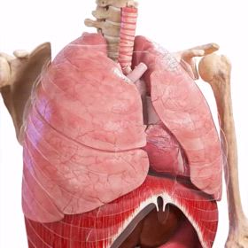 最大腹式呼吸の画像