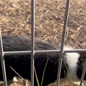 飛びつきについての画像