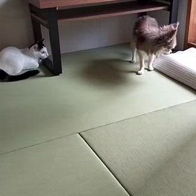 老犬と小太郎の画像