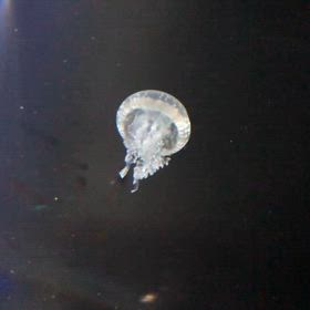 ☆想い出のカケラ☆の画像