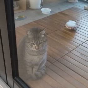 猫のみーたんの画像