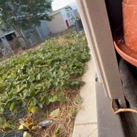 もうすぐ芋掘りの画像