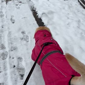 動画　雪の日の画像