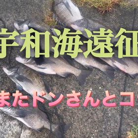 宇和海遠征・またまたドンさんとコラボの画像