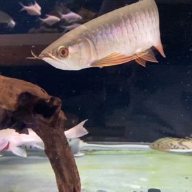 ★極上紅尾金龍！★の画像