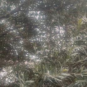 寒波到来の画像