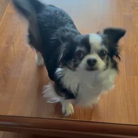 ひめちゃんのおさんぽ〜の画像