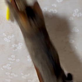 ちゃいたんのハイジャンプの画像