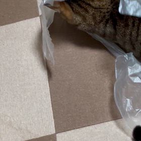 2024/06/26  ちび猫　　ちゃいの画像