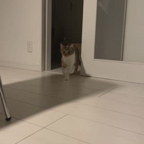 パトロールの画像