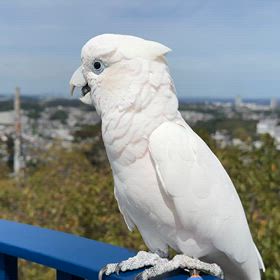 オウムと山登りの画像