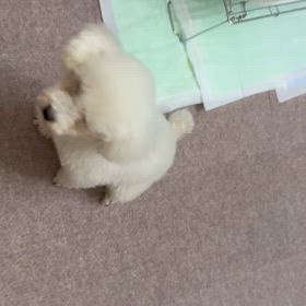 今日のニコ♪の画像