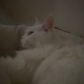 ふみふみの画像