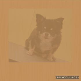 DOGXDOG  えまちゃんの画像