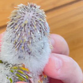 ウロコインコ　パイナップルちゃん　動画ですの画像