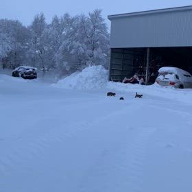昨日の雪猫チームの画像