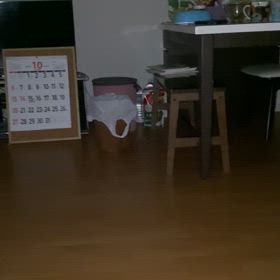 今日もご機嫌マルちゃんの画像