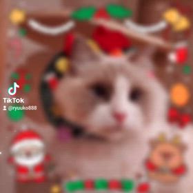 メリークリスマス✨✨の画像