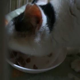 のんちゃん、キジ猫3兄弟の画像