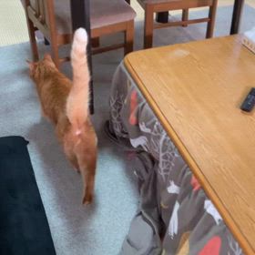 2024/04/20今週のハナの画像