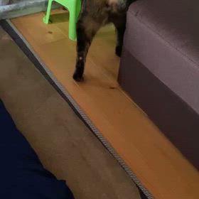 R7.12.11スカの歩行様子の画像