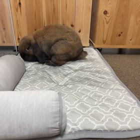 あごのせ枕付マットの画像