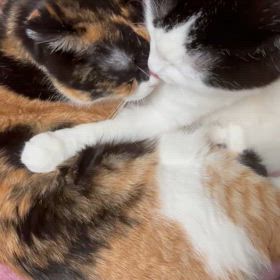 愛のチカラの画像