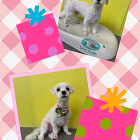 DOGXDOG はるちゃんの画像