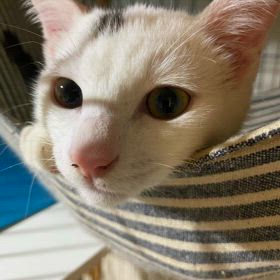 譲渡会のお知らせの画像