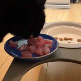 こはくちゃん、パル君、ボイラー故障の画像