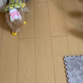 ミルクの近況：8/20の画像