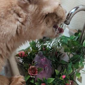 大ちゃんの画像