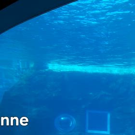行って来ました~名古屋港水族館vol.6 その1 シャチプールの画像