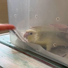 一発芸を覚えました〜✨の画像