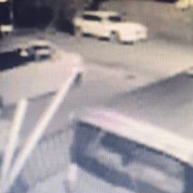 2頭共放して散歩。どこに入ろうと犬のしたいように！の画像