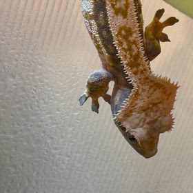 神楽くん21 普段通りの画像