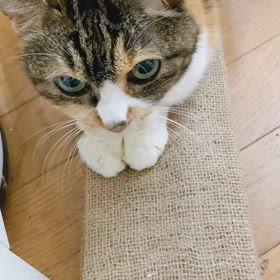 こももさんの画像