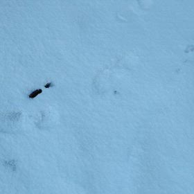 雪国今年は大雪の画像