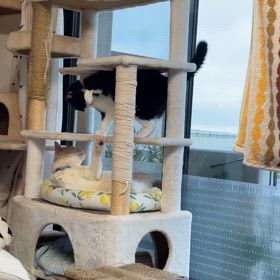 2匹の朝活の画像