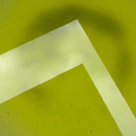 スクスク育て、針子たちの画像